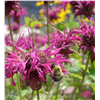 slide 6 of 9, Bonnie Plants  Bee Balm, 19.3 oz