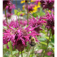 slide 7 of 9, Bonnie Plants  Bee Balm, 19.3 oz