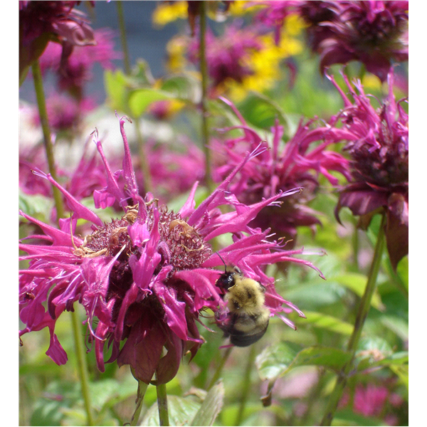 slide 8 of 9, Bonnie Plants  Bee Balm, 19.3 oz