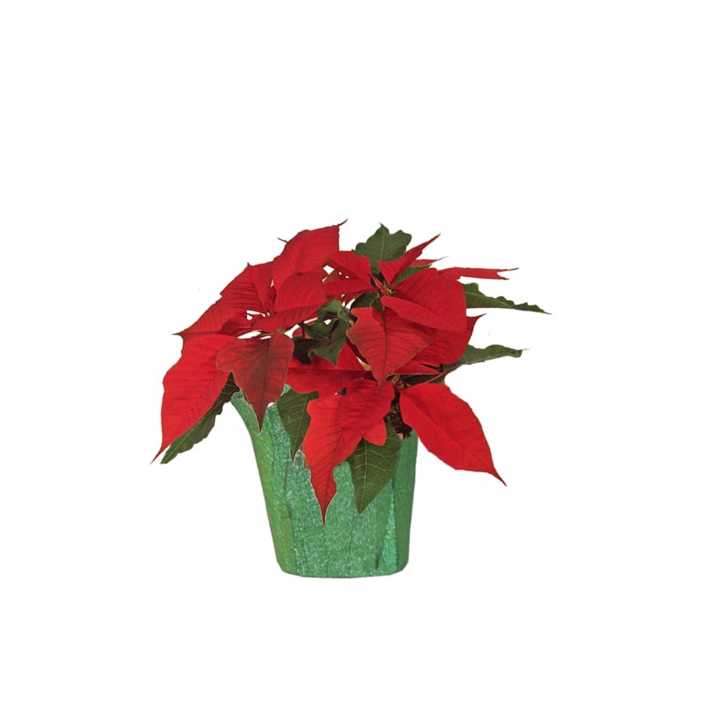 slide 1 of 1, Red Poinsettia In Wrap, 4.5 in