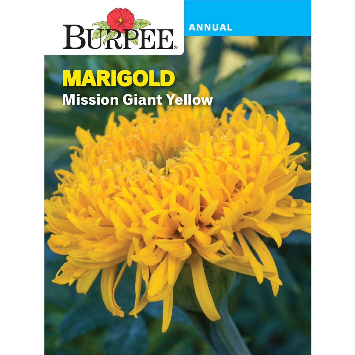 slide 1 of 5, BURPEE Marigold, Mission Giant Yellow, 1 ct