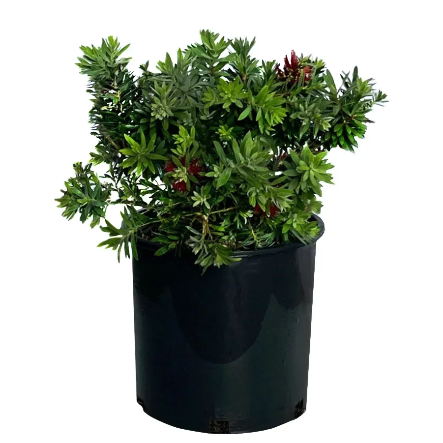 slide 1 of 1, Green Leaf Nursery Little John Dwarf Bottlebrush, 3 gal