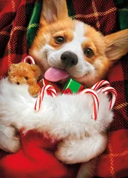 Avanti Card Boxed Christmas Stocking Corgi