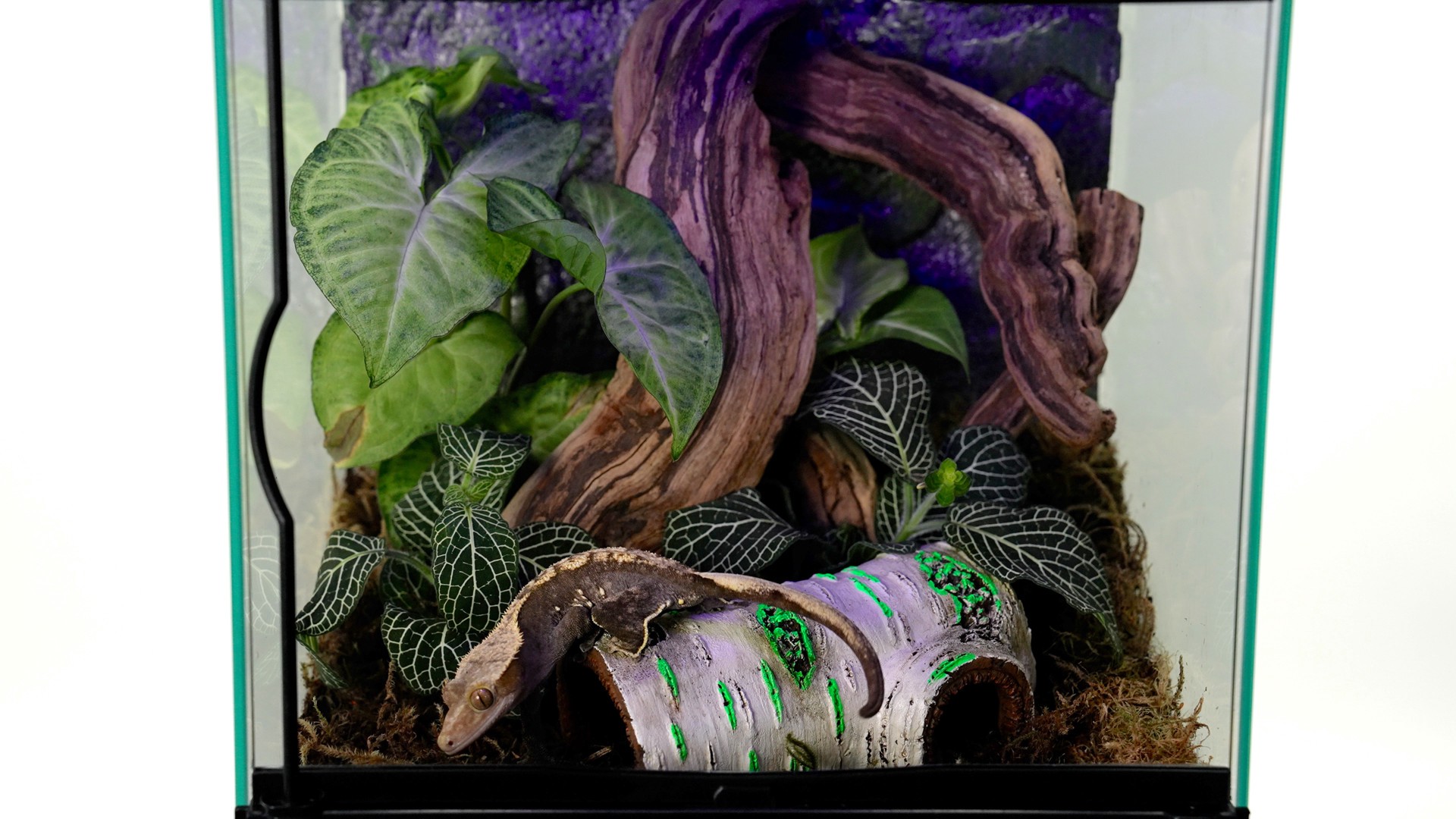 slide 7 of 10, Zilla Rapid Sense Decor Medium Poplar Log, 1 ct