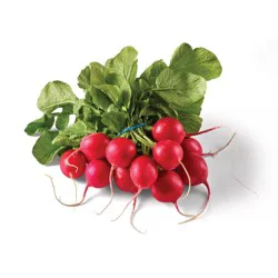 Radish Red Bunch