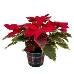 Poinsettia Tapestry 6.5 In