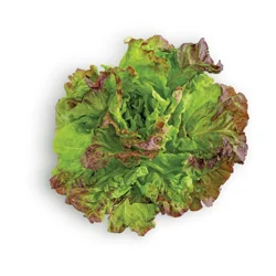 Organic Red Leaf Lettuce
