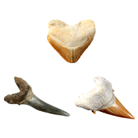 slide 5 of 9, National Geographic Shark Tooth Dig Kit, 1 ct