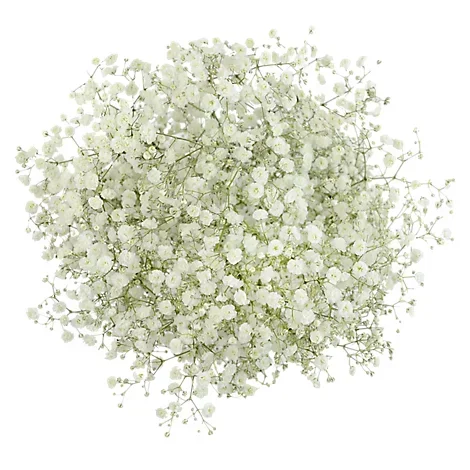 slide 1 of 1, 3 Stem Bunch Gypsophila - Each, 1 ct