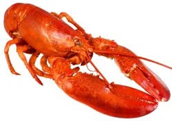 Cooked Whole Lobster