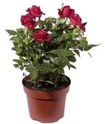 Blooming Mini 6" Rose Plant