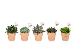 Florist Distributing of Iowa Wild Interiors Succulent Assorted