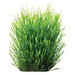 Wheat Grass Organic