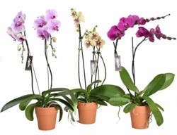 Assorted Phalaenopsis In Clay