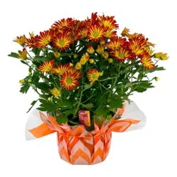 Mums 6 Inch Pot (Colors May Vary)