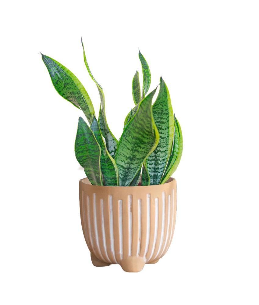 slide 1 of 1, Large Boho Potted Plant - Assorted, 24 in pot