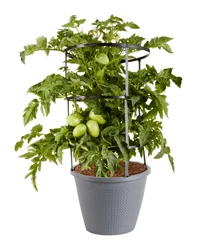 Bonnie Plants Little Napoli Patio Roma Tomato, Live Plant, Live Plant