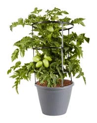 Bonnie Plants Little Napoli Patio Roma Tomato, Live Plant, Live Plant