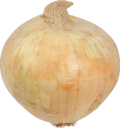 Onion Vidallia