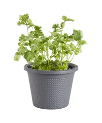 Bonnie Plants Cilantro, 0.94 Gal., Live Plant