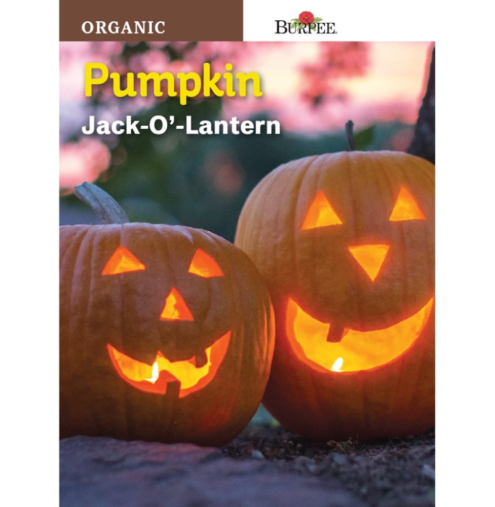 slide 1 of 1, Burpee Jack O Lantern Organic Pumpkin Seeds - Orange, 1 ct