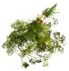 Crown Dill Weed