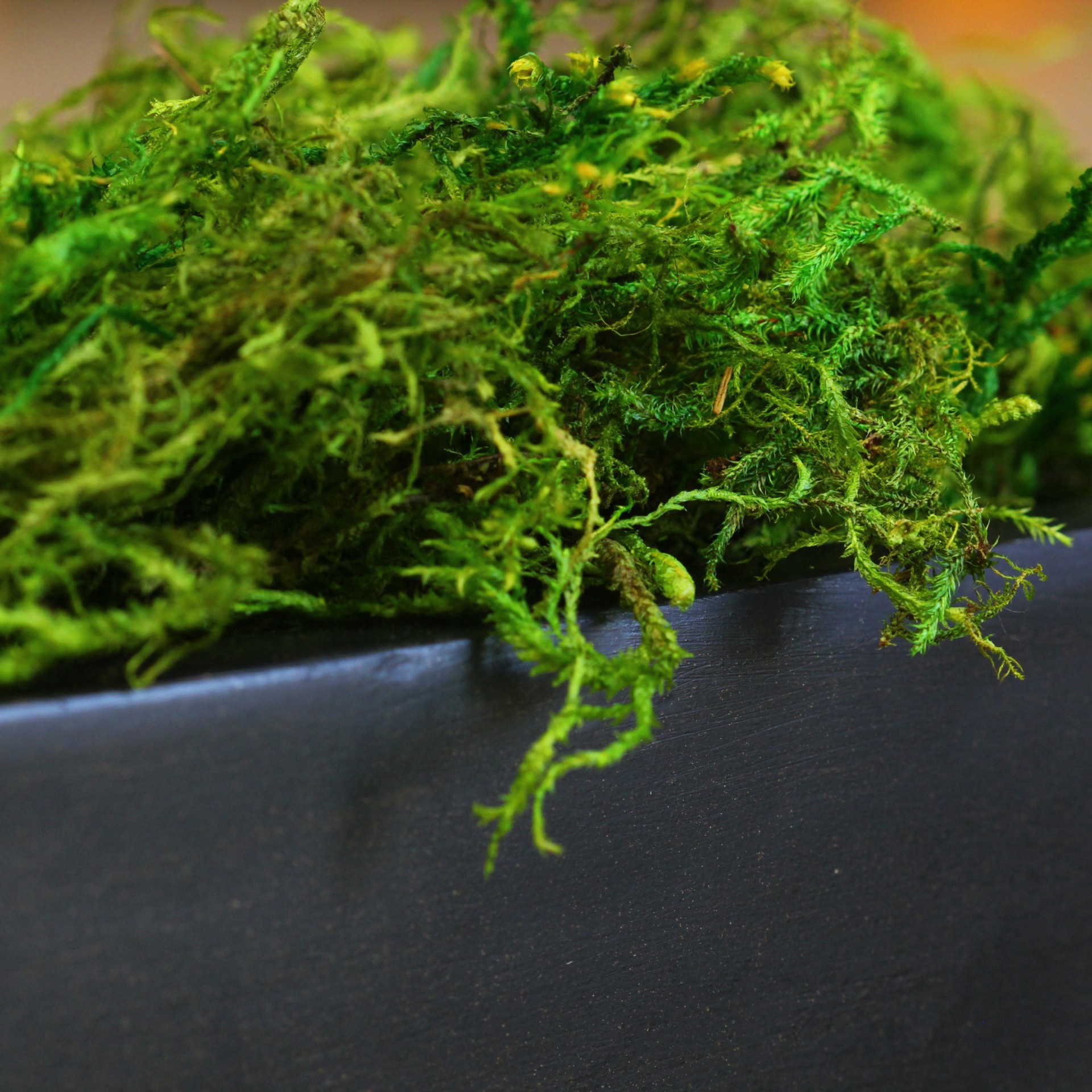 slide 2 of 6, Supermoss Preserved Green Moss, 24 qt