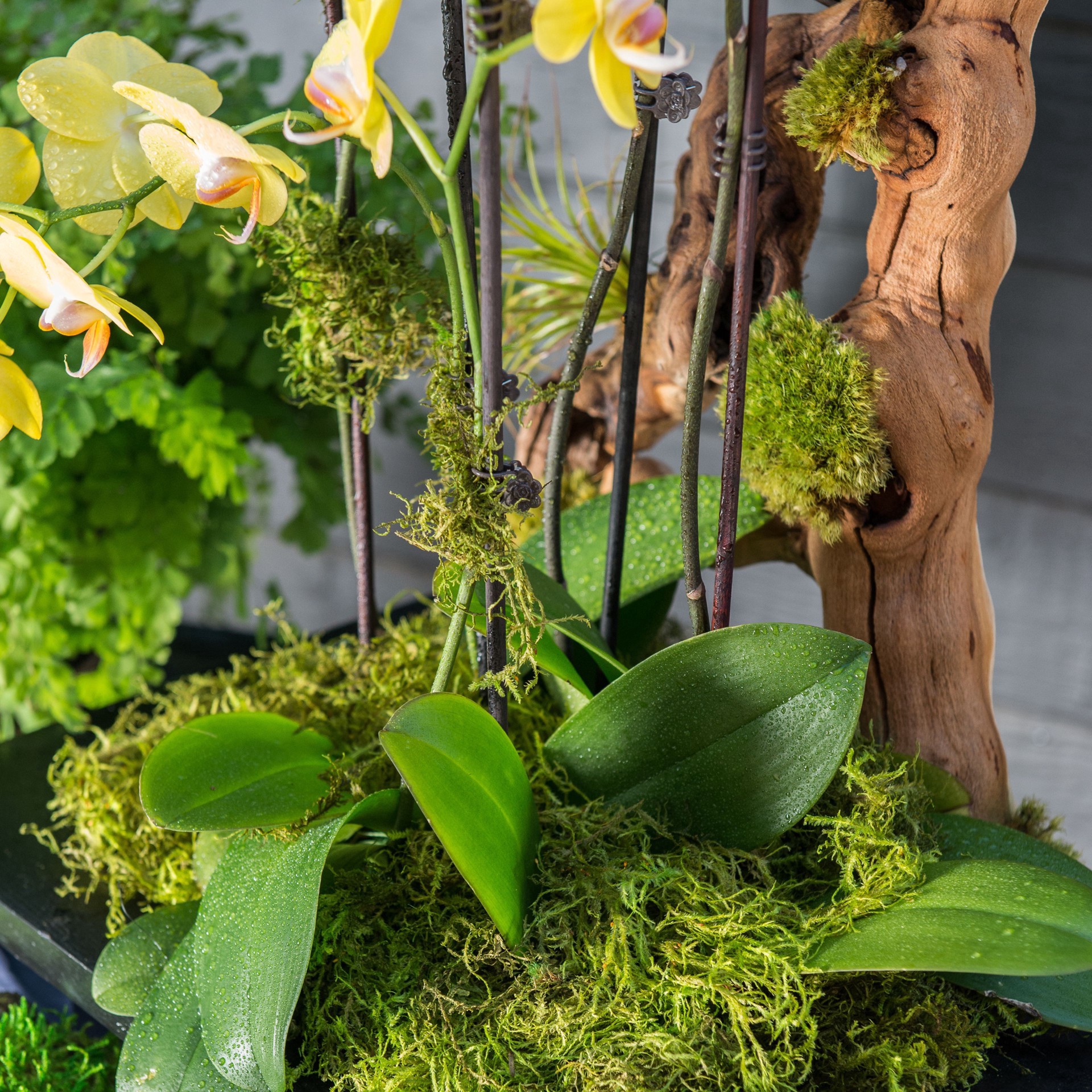 slide 3 of 6, Supermoss Preserved Green Moss, 24 qt