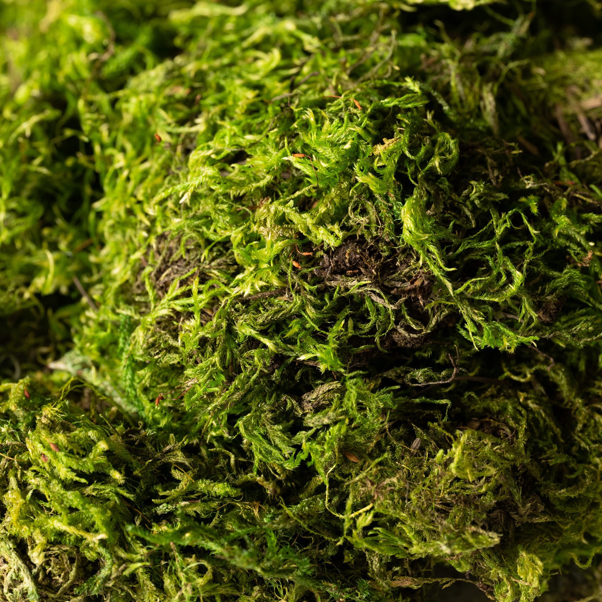 slide 6 of 6, Supermoss Preserved Green Moss, 24 qt