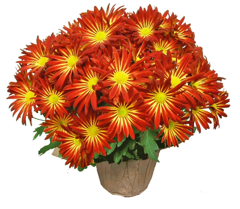slide 1 of 1, Fall Fresh Mum Plant In 6 Inch Container, 6 in