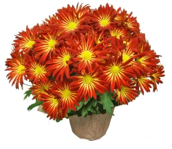 Fall Fresh Mum Plant In 6 Inch Container