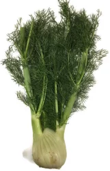 Premium Organic Anise