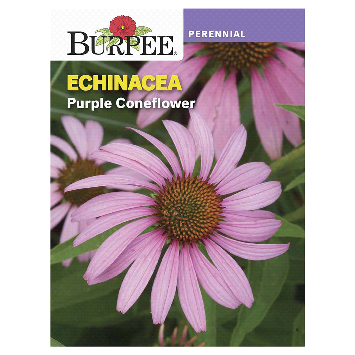 slide 1 of 1, Burpee Purple Coneflower Echinacea Seeds, 1 ct