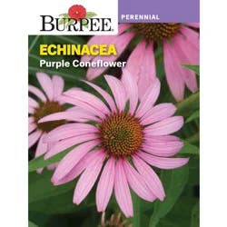 Burpee Purple Coneflower Echinacea Seeds