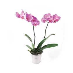 HEIMOS 5 IN ORCHID PLANTS CERAMIC