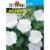 slide 1 of 1, Burpee Giant White Moonflower Seeds, 1 ct