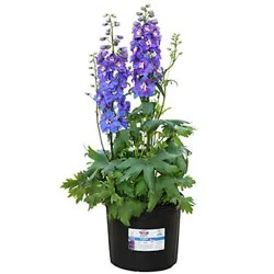 H-E-B Texas Roots Blue Guardian Potted Delphinium