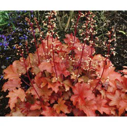Garden Exclusive Coral Bells Peach Flambé