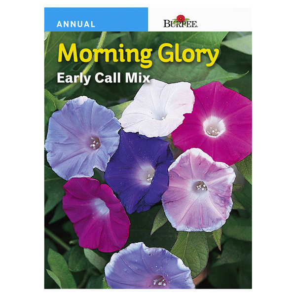 slide 1 of 1, Burpee Morning Glory, Early Call Mix, 1 ct