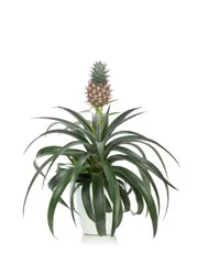 Floral Pineapple Bromeliad 5In