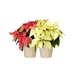 Red Poinsettia In Wrap