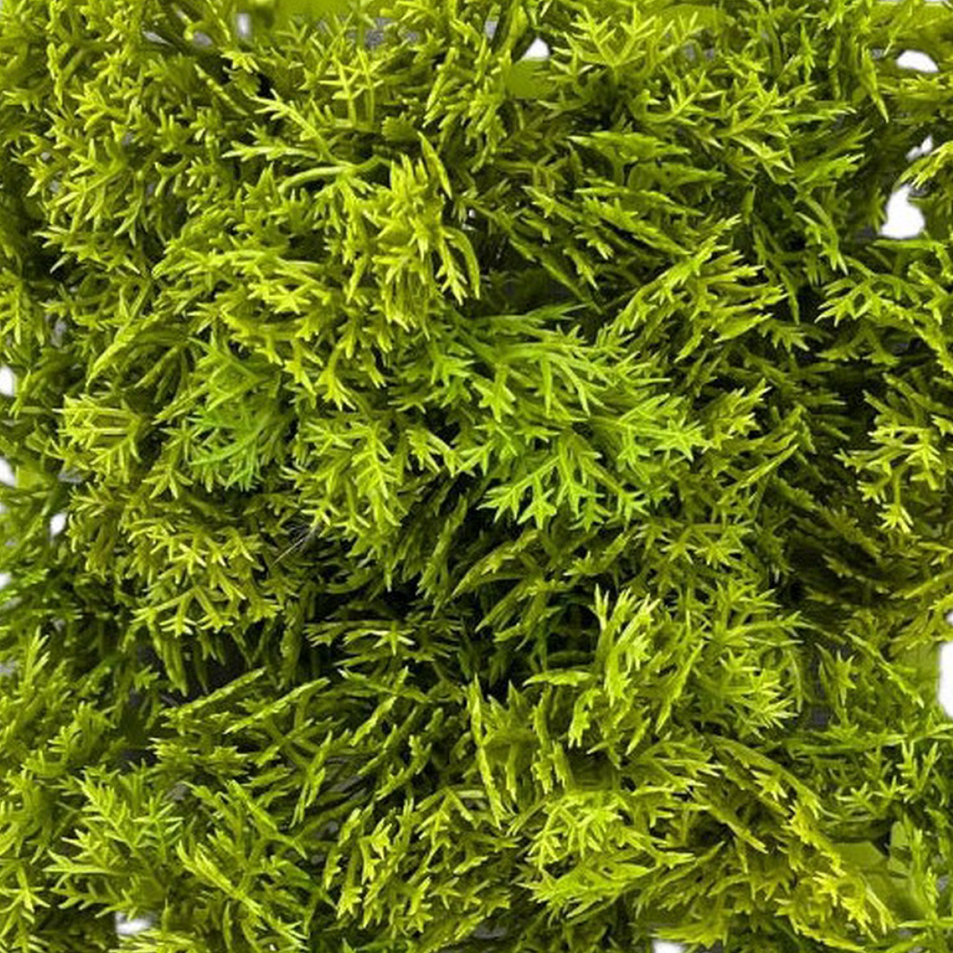 slide 3 of 4, 5" Faux Moss Mat By Ashland, 5 in x 5 in