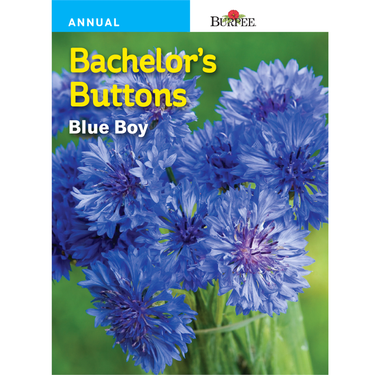 slide 1 of 1, Burpee Bachelor's Buttons Blue Boy Seeds, 1 ct