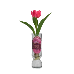 Bloom Haus Single Tulip Bulb in Hydroponic Vase - 1 Stem
