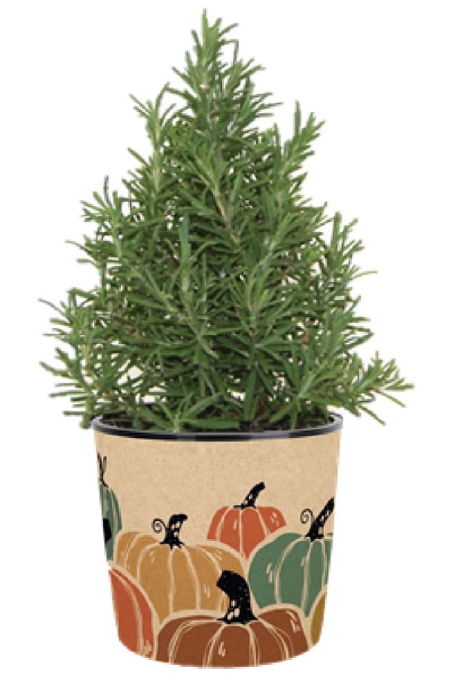 slide 1 of 1, H-E-B Blooms Rosemary Venti Tree, 1 ct