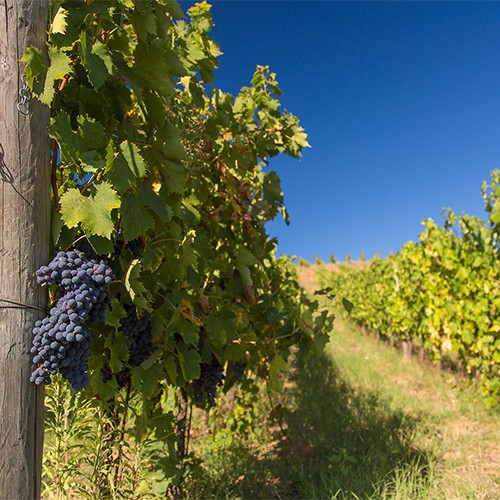 slide 4 of 10, Castello di Volpaia Riserva Chianti Classico 750 ml, 750 ml