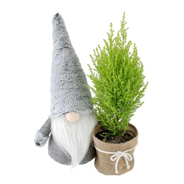 slide 1 of 1, Cypress Gnome, 1 ct