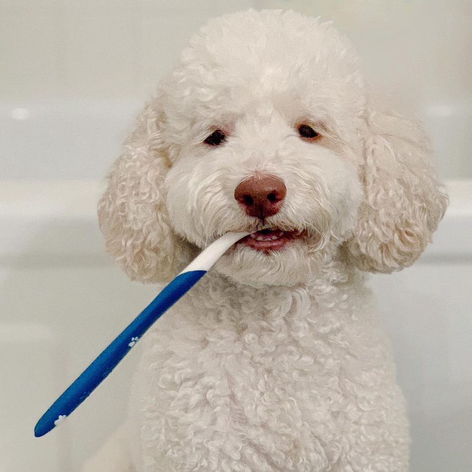 slide 10 of 10, Nylabone Advanced Oral Care Dog Dental Kit Original 2.5 Ounce (3 Count), 1 ct