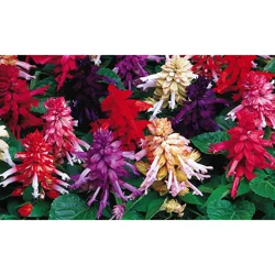Perennial Assortment
