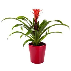 Charlie's Produce Bromeliad - 6 inch